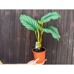Kalatea (Calathea orbifolia) - výška 30-40 cm, kont. C2L